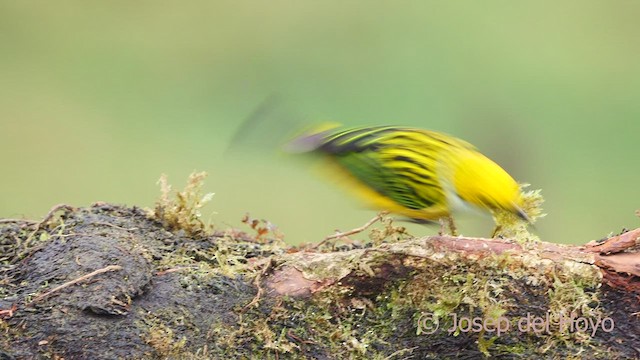 Silver-throated Tanager - ML600447021