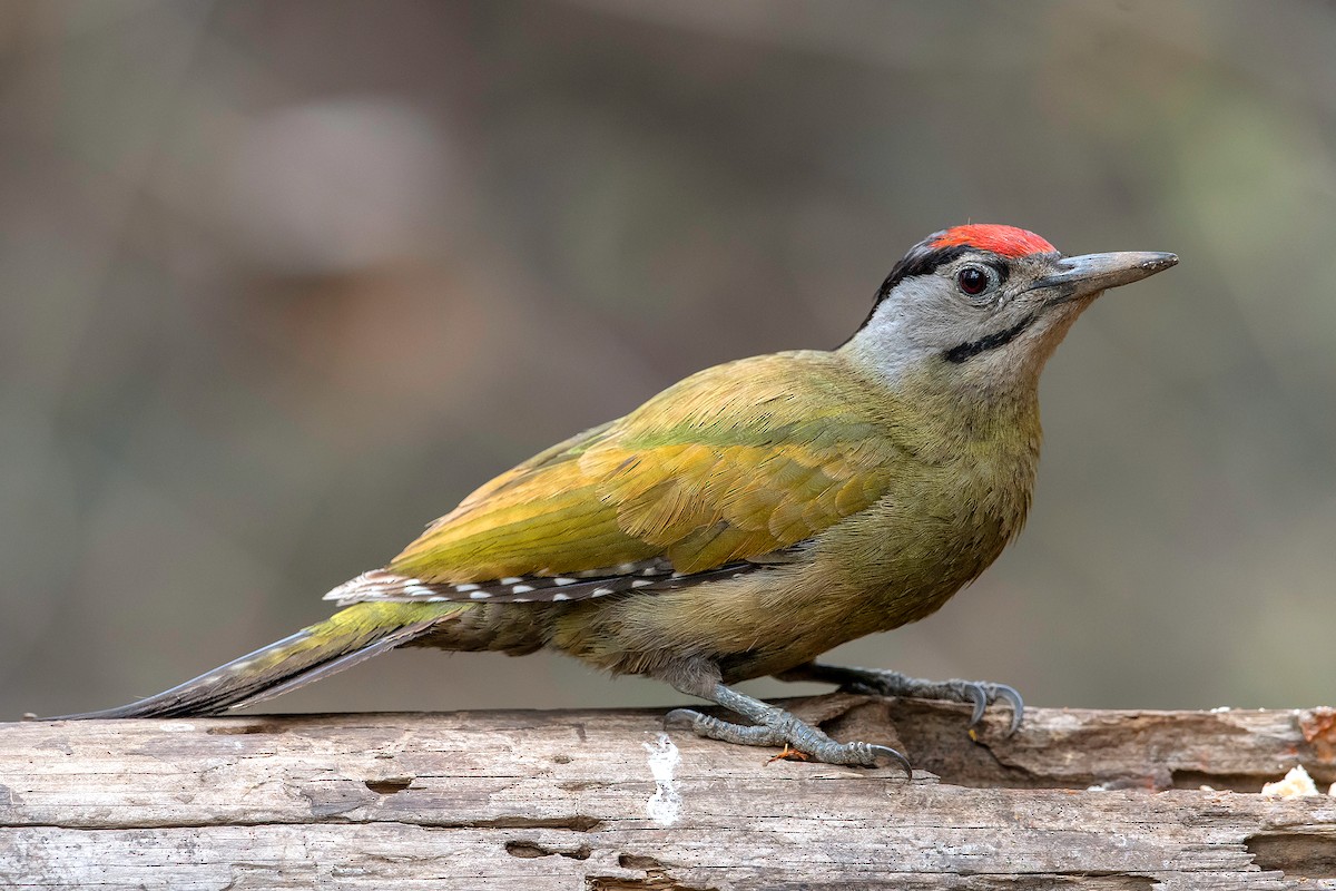 Gray-headed Woodpecker - ML600448151