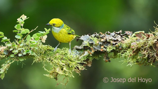 Silver-throated Tanager - ML600448251