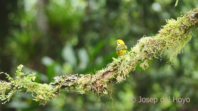 Silver-throated Tanager - ML600448691