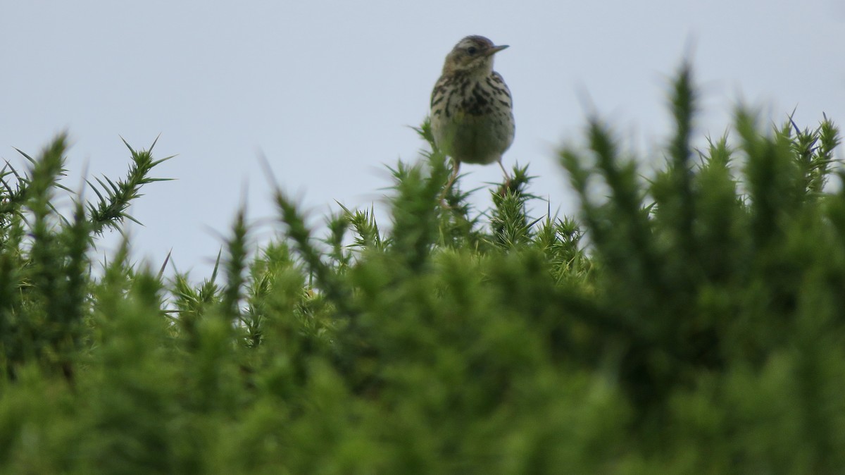 Meadow Pipit - ML600451011