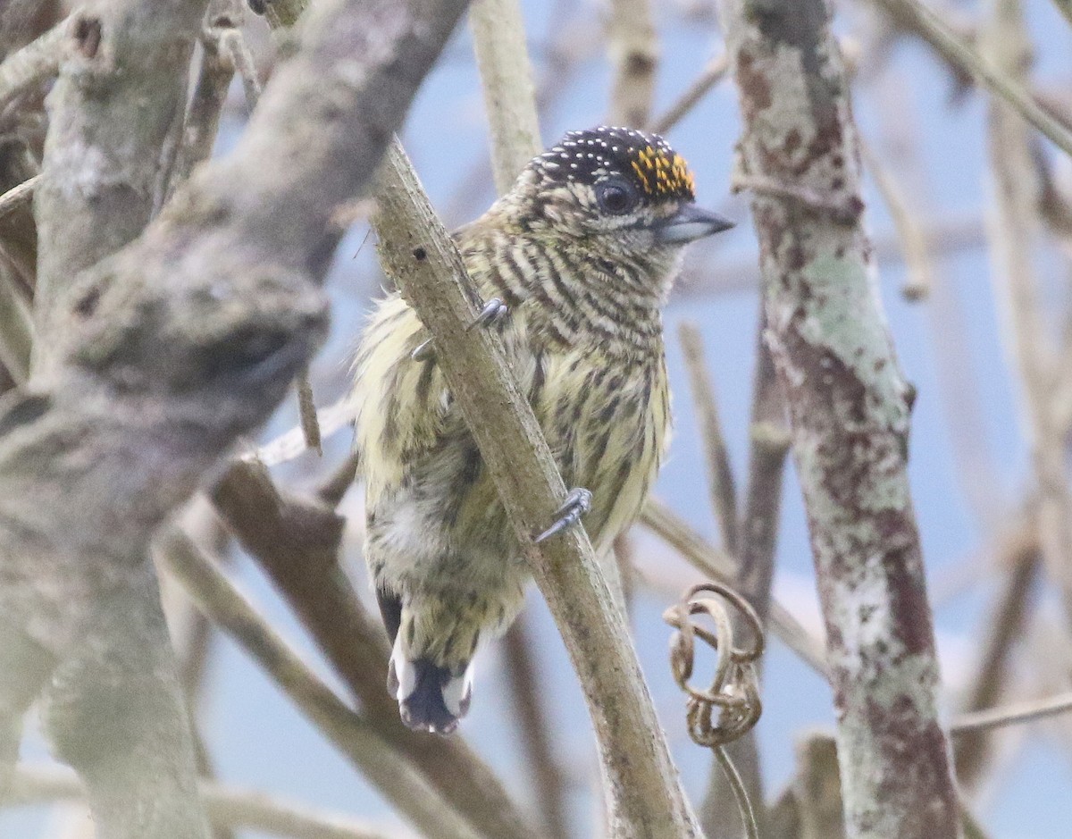 Bar-breasted Piculet - ML600451641