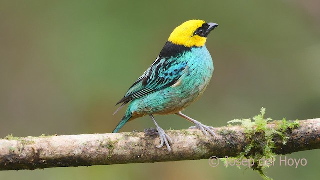 Saffron-crowned Tanager - ML600454641