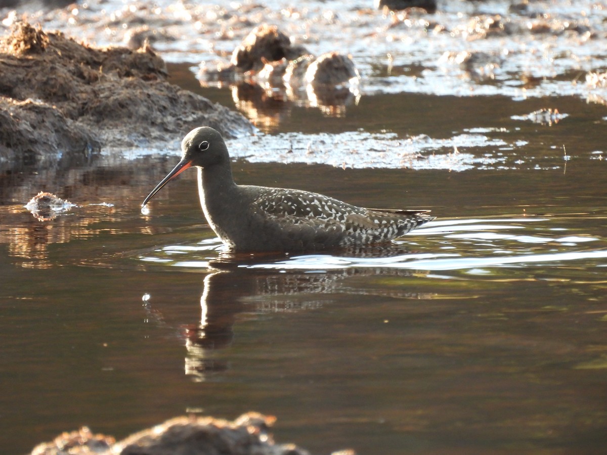 Spotted Redshank - ML600459061