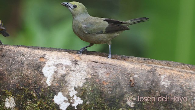 Palm Tanager - ML600460851