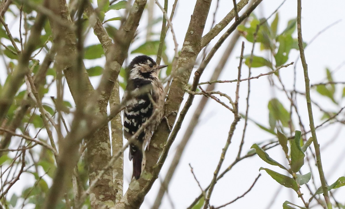 Lesser Spotted Woodpecker - ML600461261