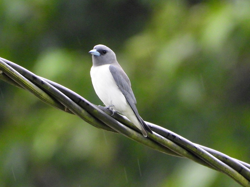 White-breasted Woodswallow - ML600465291