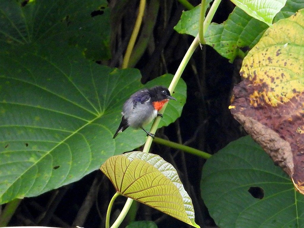 Gray-sided Flowerpecker - ML600465331