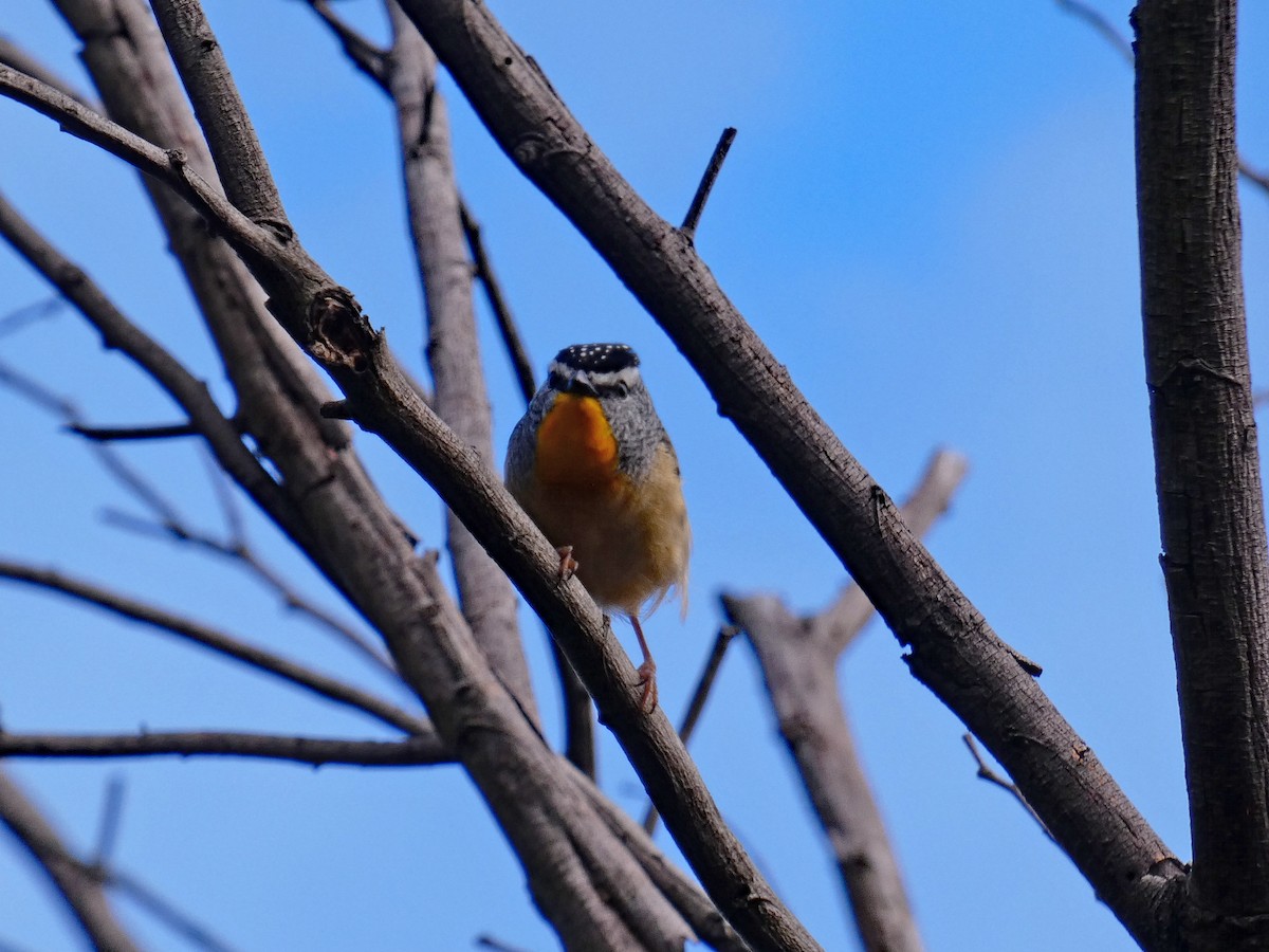 Spotted Pardalote - ML600466321