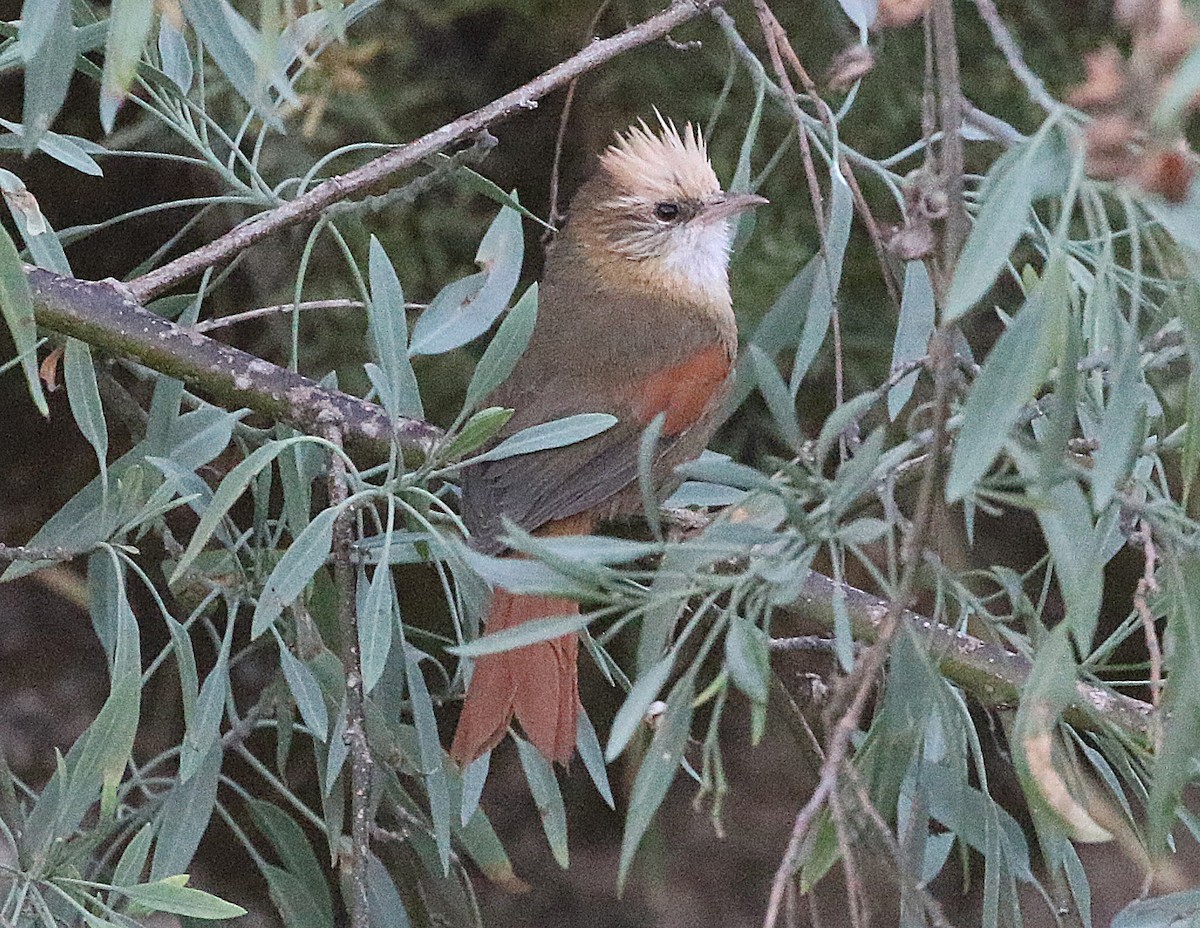 Creamy-crested Spinetail - ML600469061