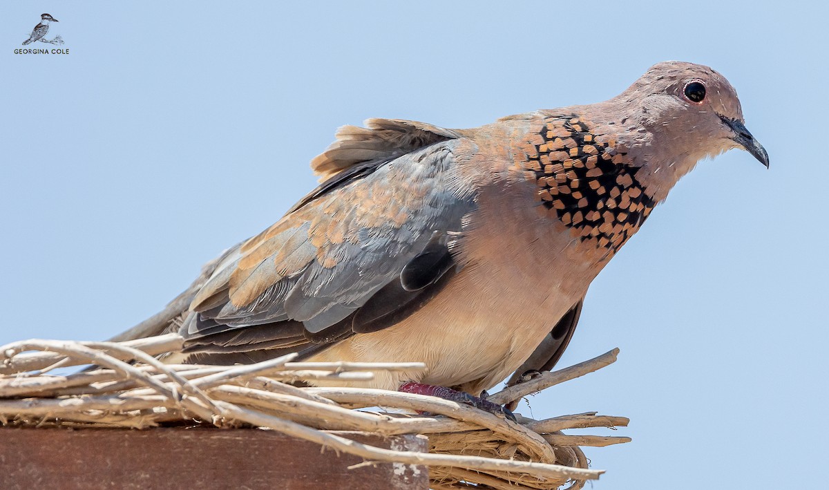Laughing Dove - ML600472151