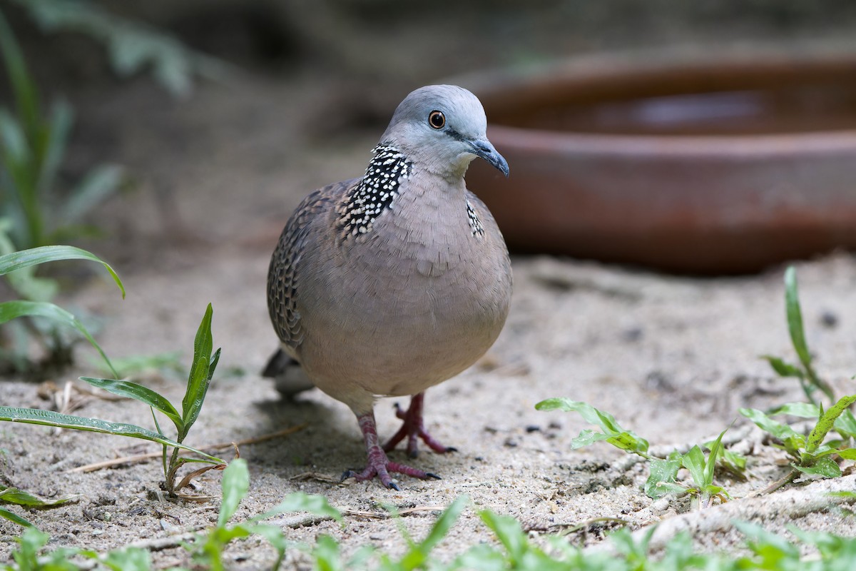 Spotted Dove (Eastern) - Sam Hambly