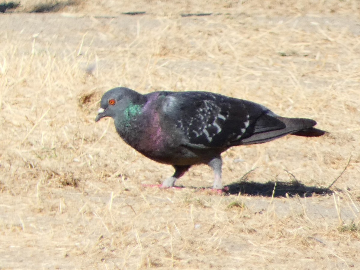 eBird Checklist - 4 Aug 2023 - Redmond--Sammamish River Trail - 8 species