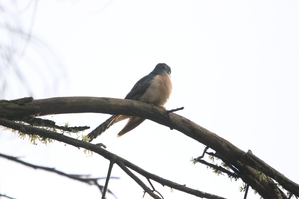 Fan-tailed Cuckoo - ML600473401