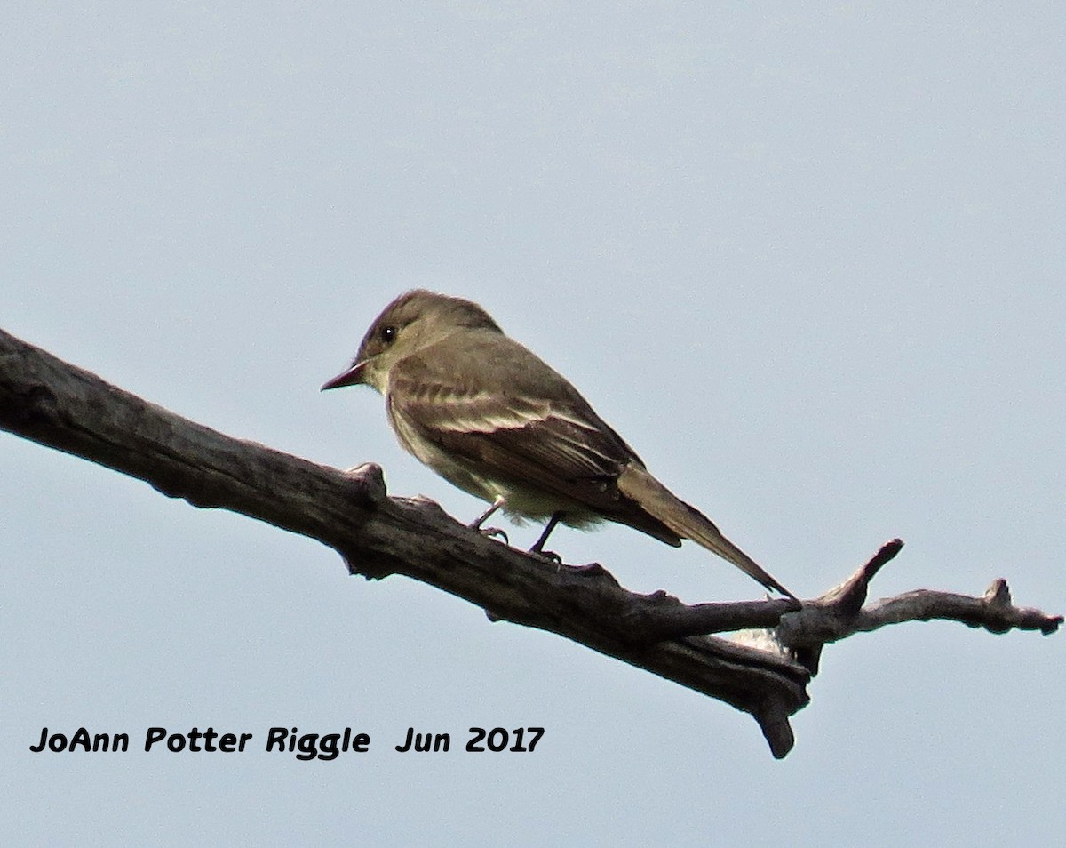 Western Wood-Pewee - JoAnn Potter Riggle 🦤