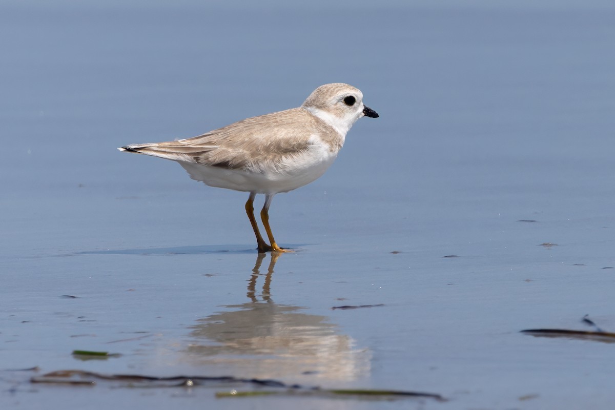 Piping Plover - ML600476611