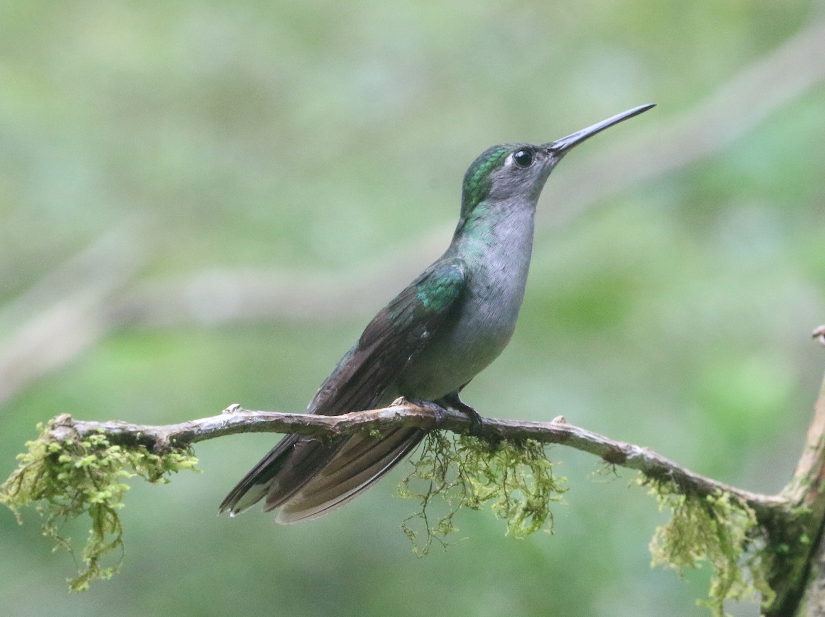 Gray-breasted Sabrewing - ML600482221