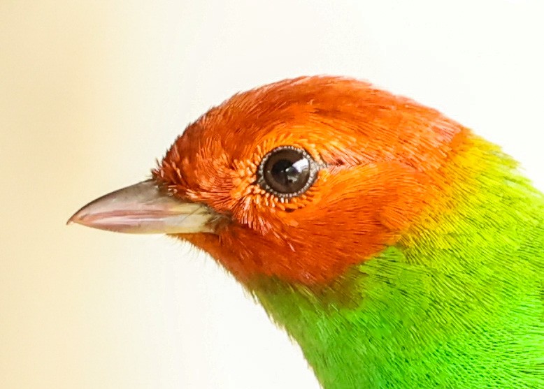 Bay-headed Tanager - ML600483711