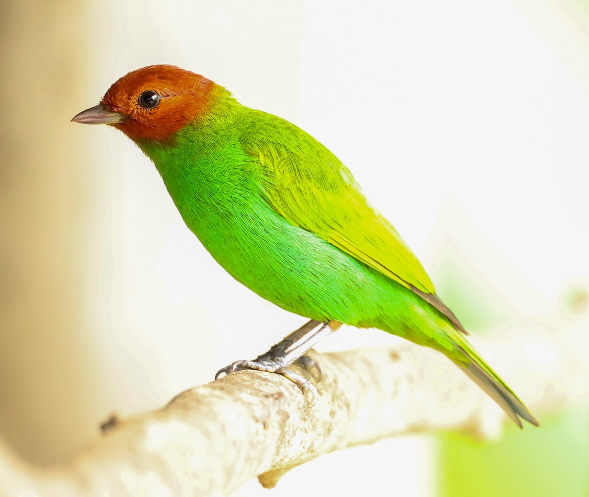 Bay-headed Tanager - ML600483721