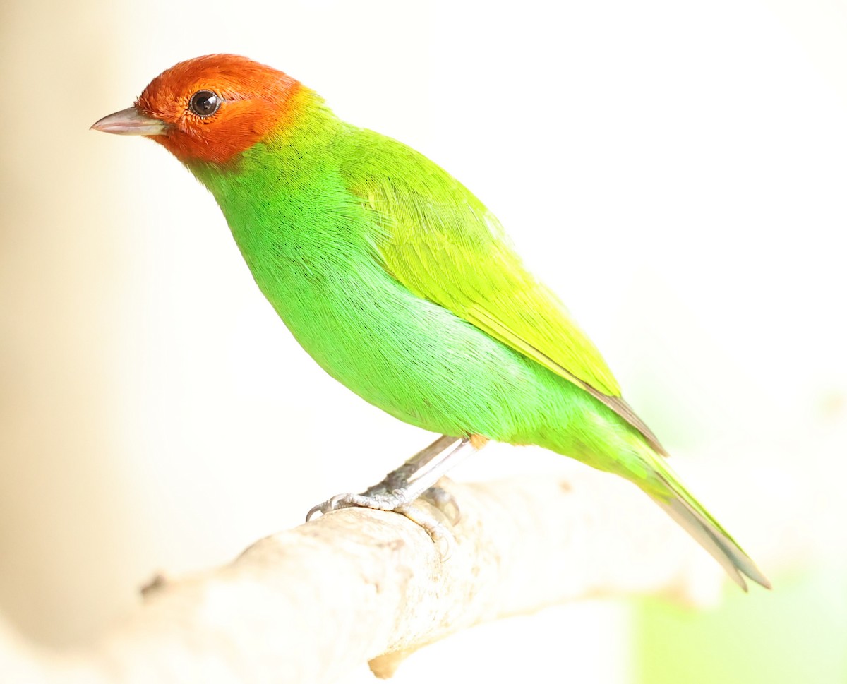Bay-headed Tanager - ML600483731