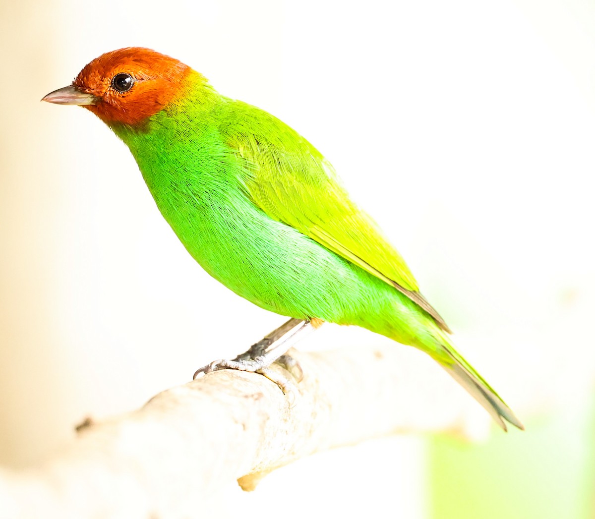 Bay-headed Tanager - Tom Driscoll