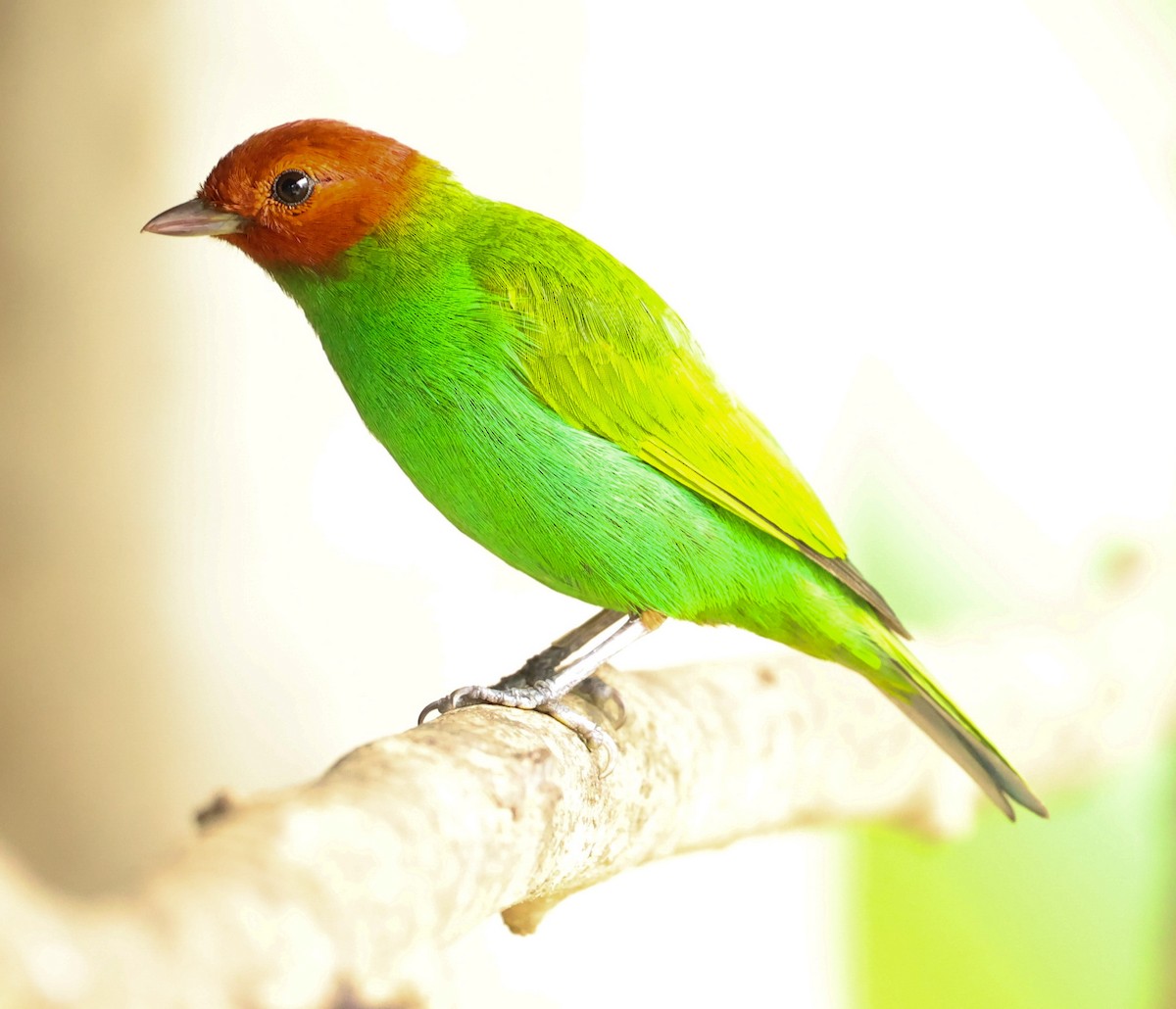 Bay-headed Tanager - ML600483751