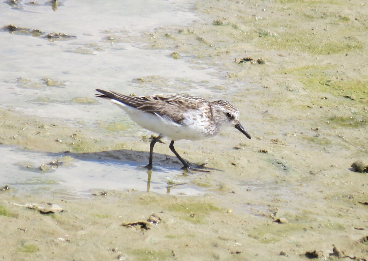 Semipalmated Sandpiper - Cathy Weiner