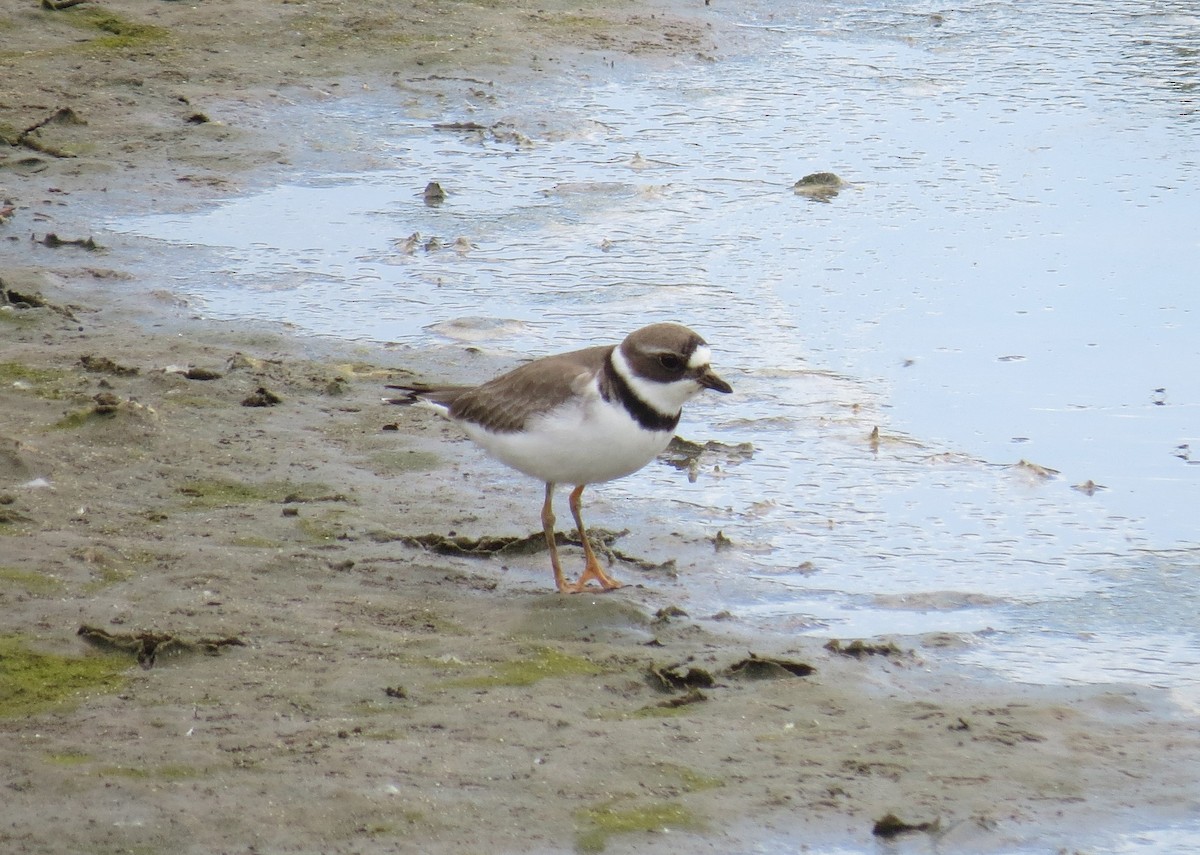 Semipalmated Plover - Cathy Weiner