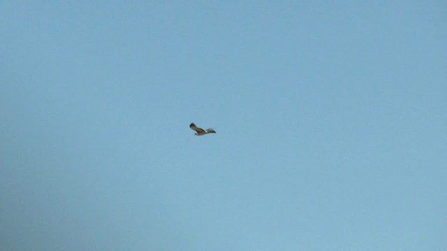 Австралийский орёл-карлик - ML600487631
