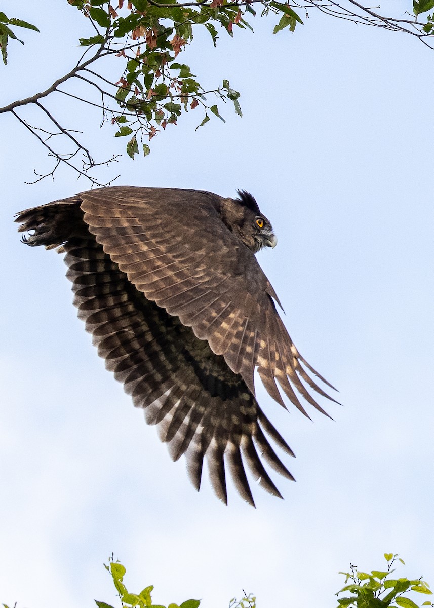 Dusky Eagle-Owl - ML600491791