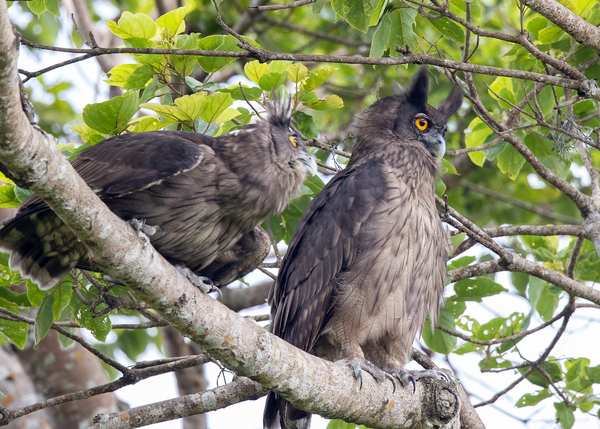 Dusky Eagle-Owl - Joo Aun Hneah