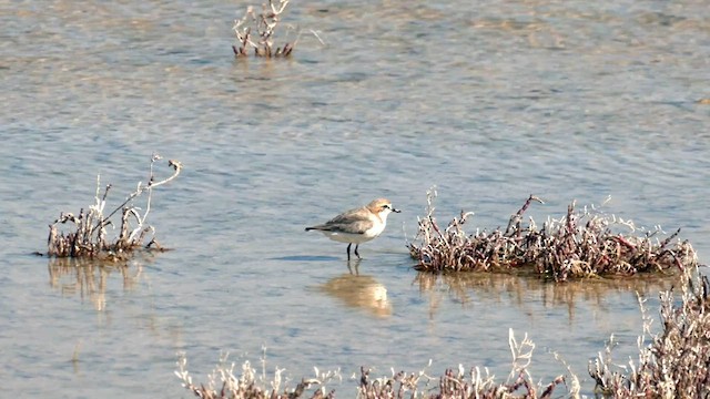 Red-capped Plover - ML600492091