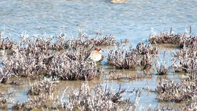 Red-capped Plover - ML600492111