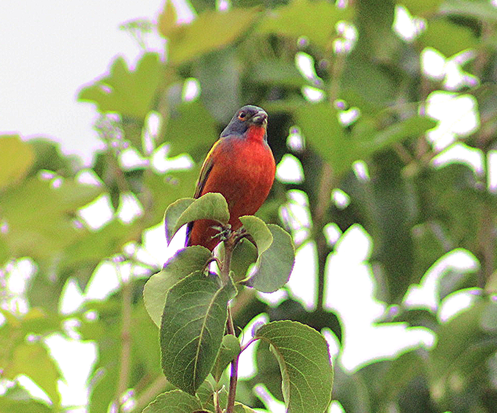 Painted Bunting - ML600492131