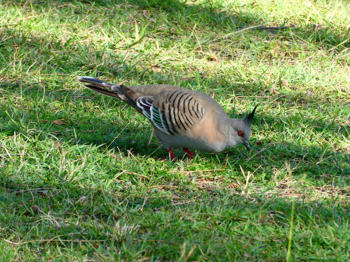 Crested Pigeon - ML600492741