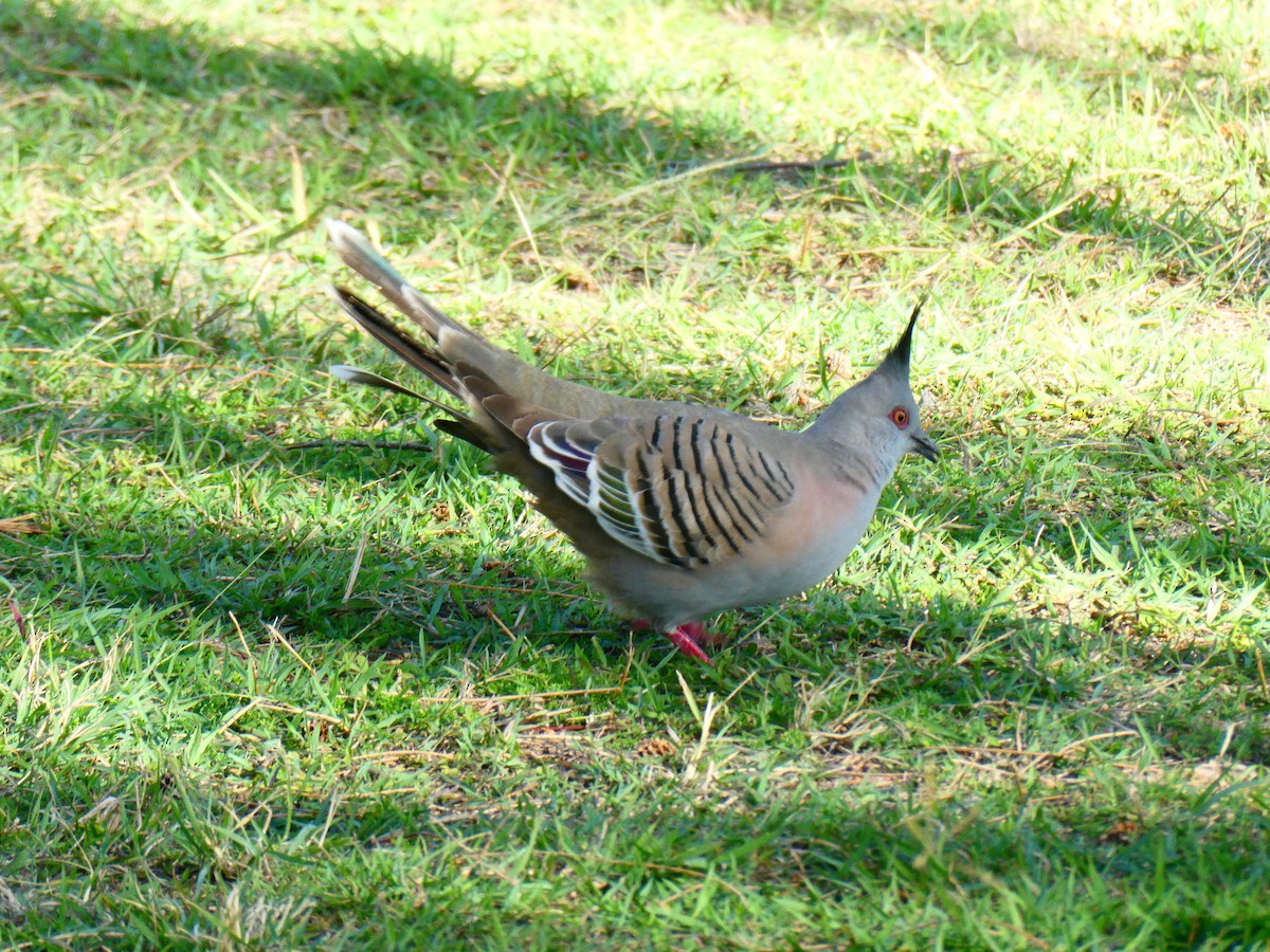 Crested Pigeon - ML600493021