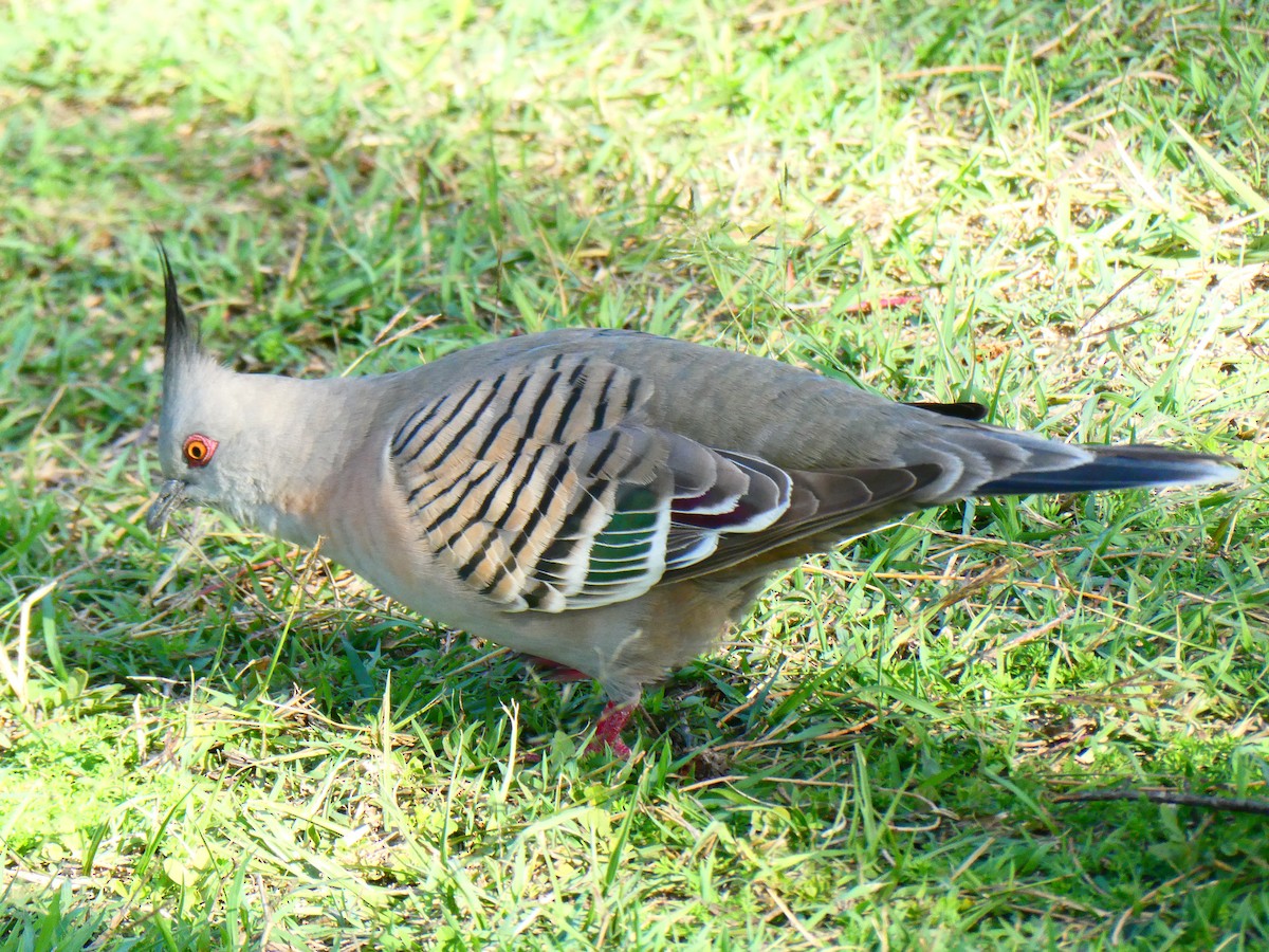 Crested Pigeon - ML600493221