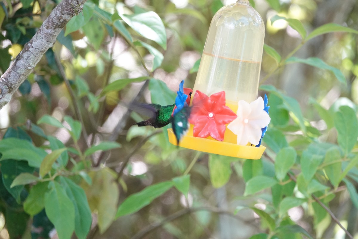 Green-bellied Hummingbird - ML600493791