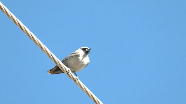 Black-faced Woodswallow - ML600494001