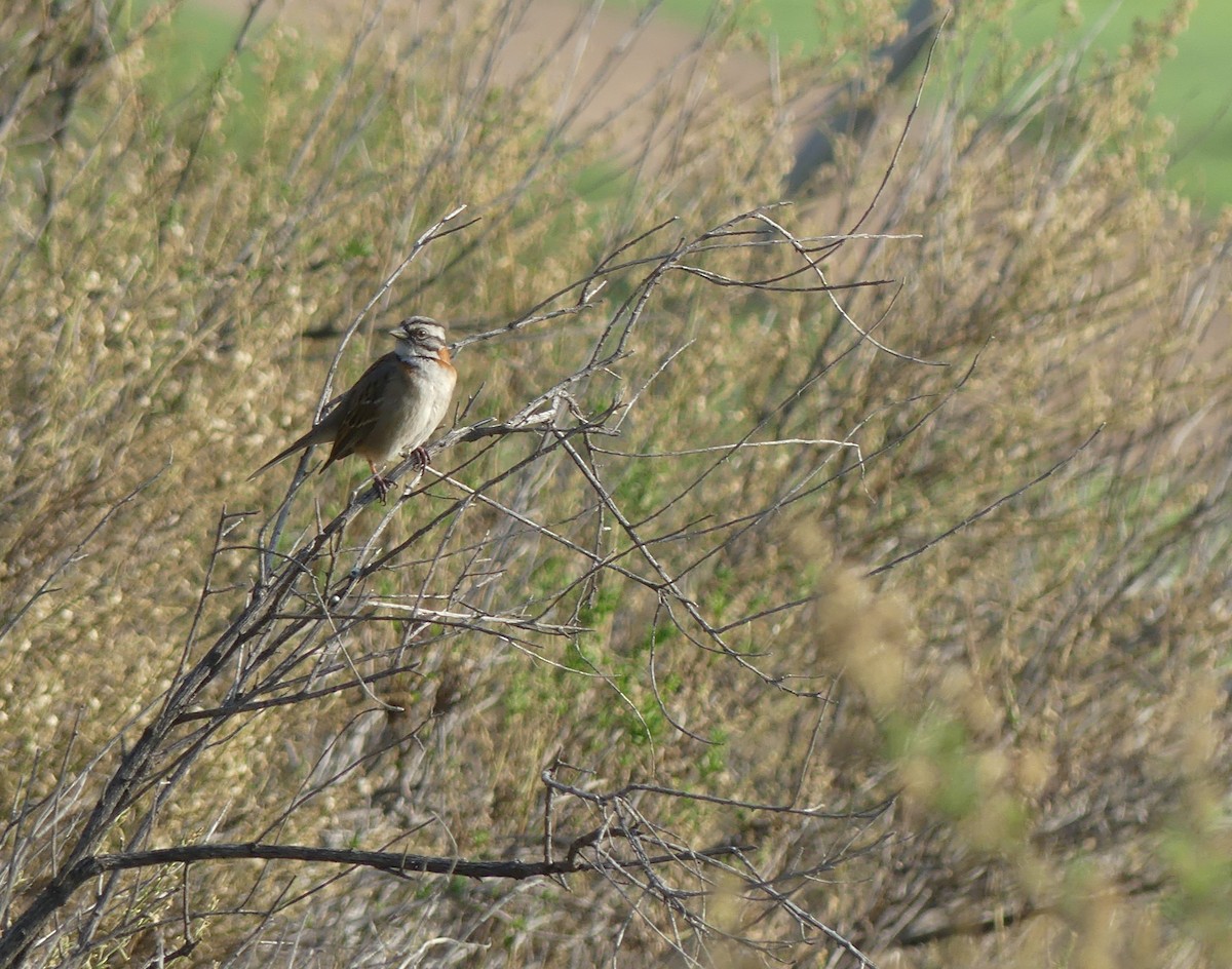 Rufous-collared Sparrow - ML600495031