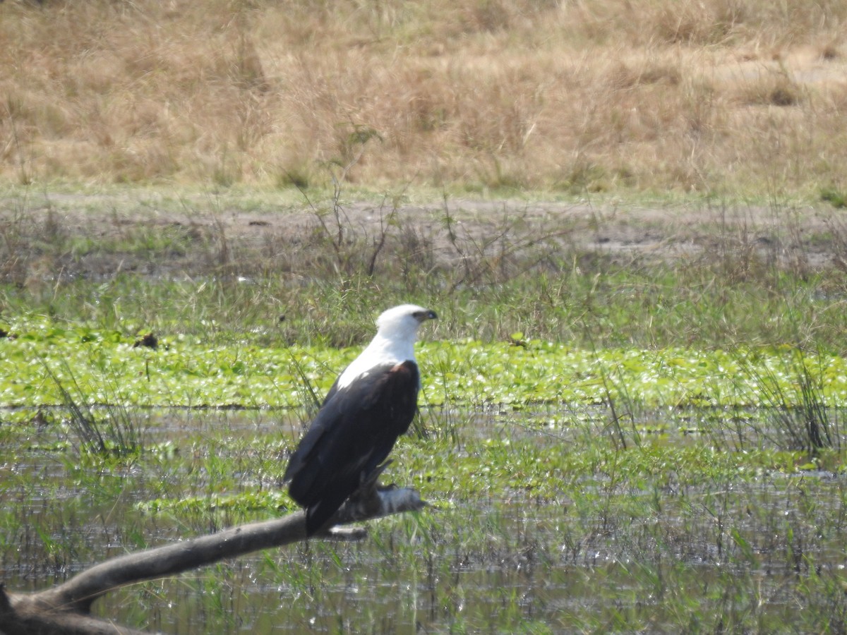 African Fish-Eagle - ML600495991