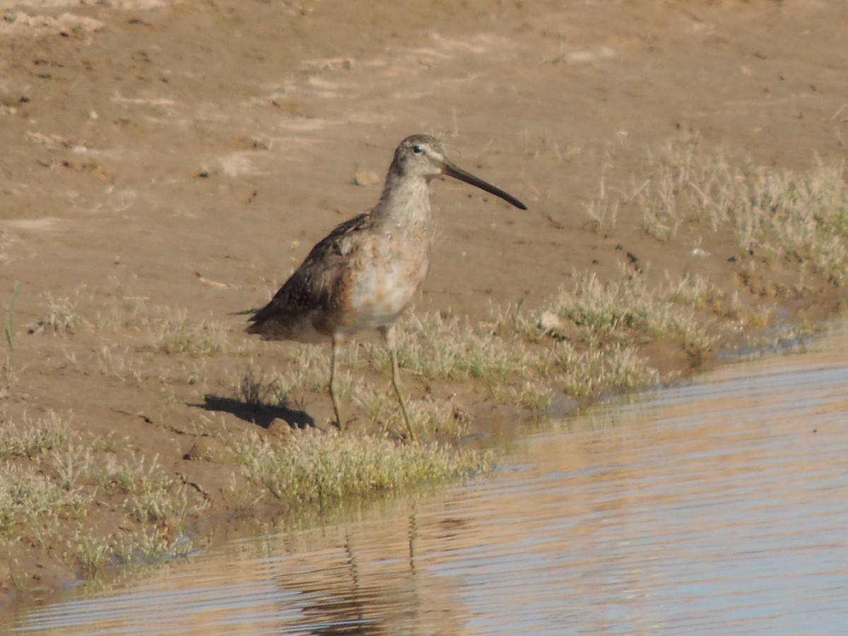 Long-billed Dowitcher - ML60050301