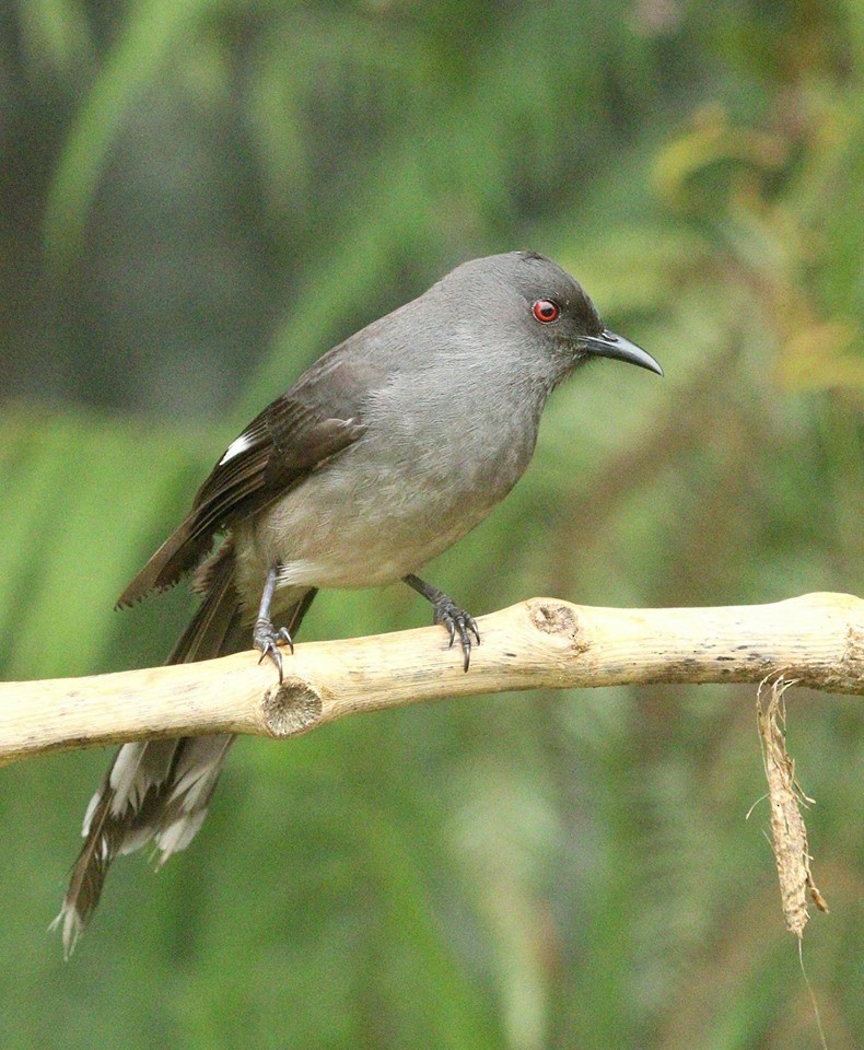 Long-tailed Sibia - Gopi Krishna