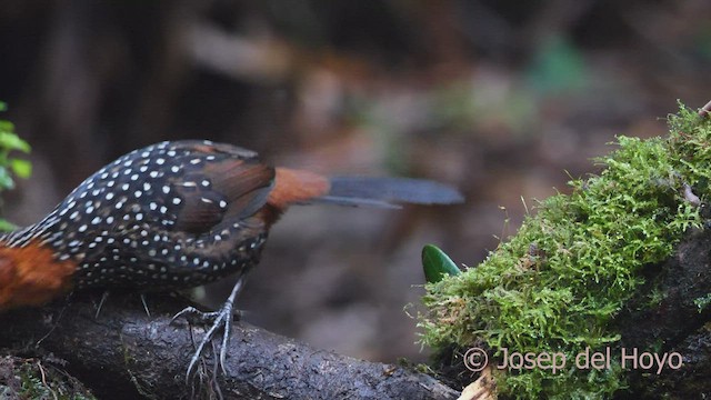 Ocellated Tapaculo - ML600504731