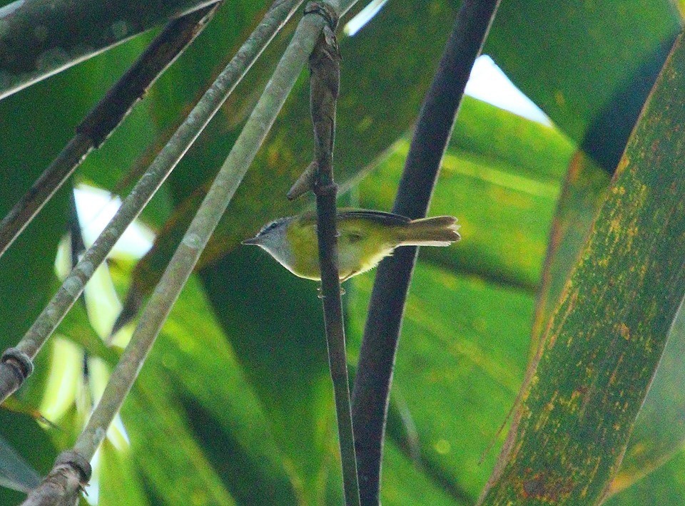 Yellow-bellied Warbler - ML60050831