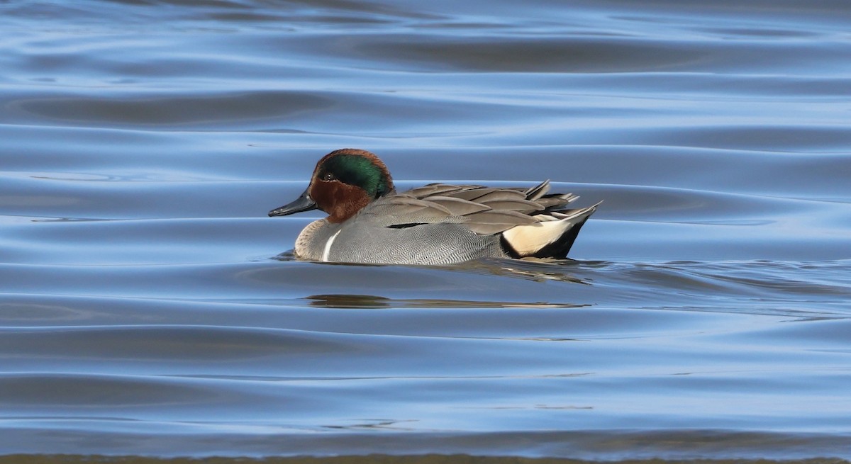 Green-winged Teal ML600508321