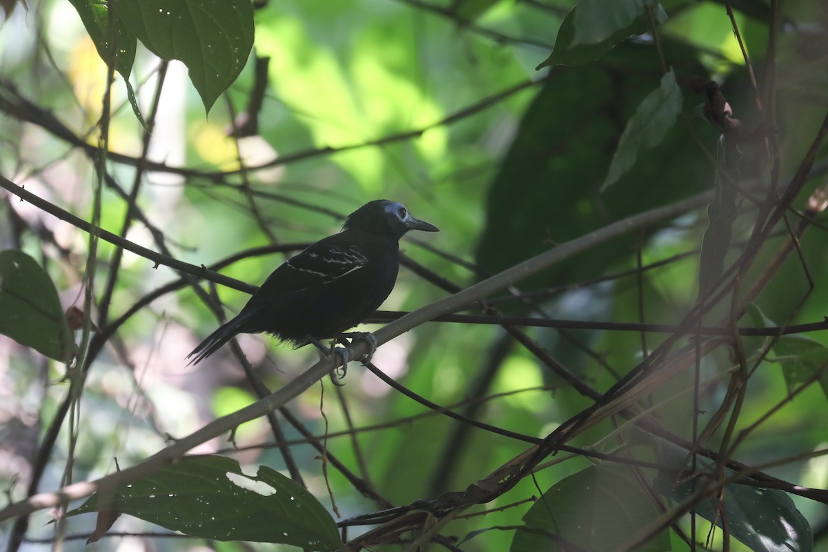 Bare-crowned Antbird - ML600510751