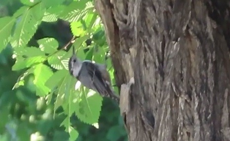 White-breasted Nuthatch - Fran Kerbs
