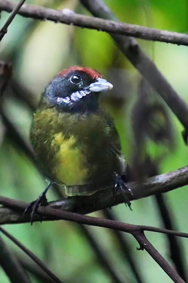Sooty-faced Finch - ML600514481