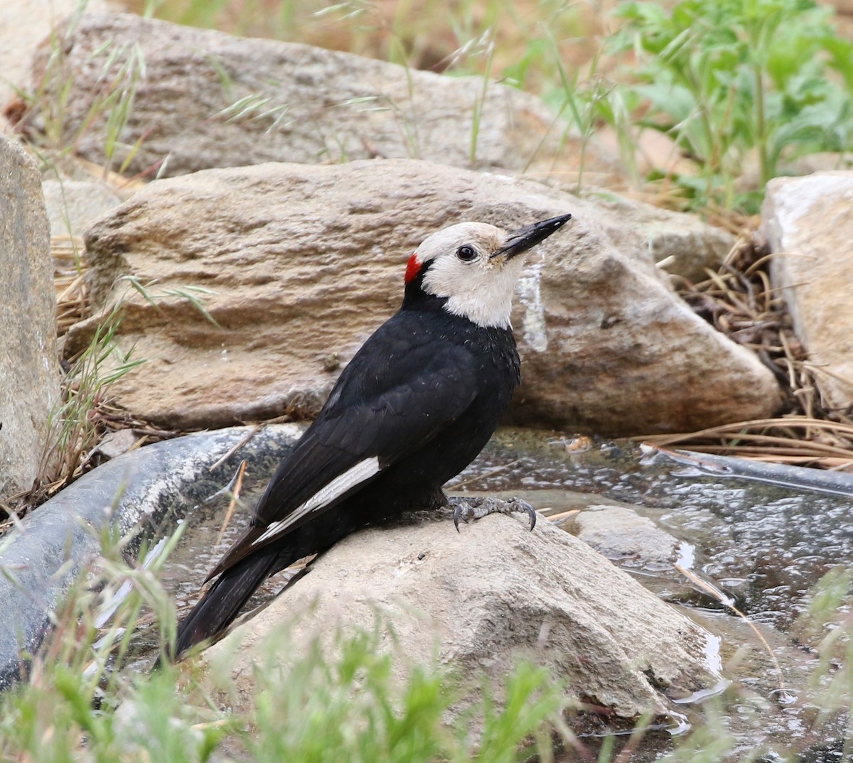 White-headed Woodpecker - Tom Benson